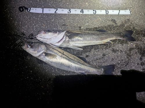 シーバスの釣果