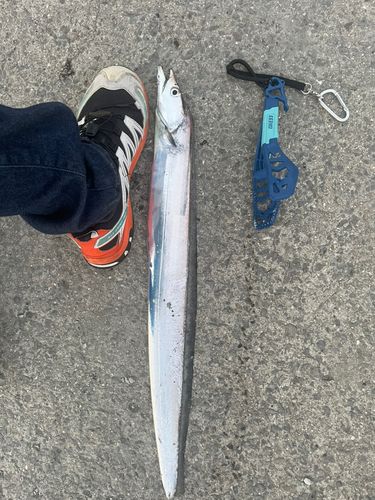 タチウオの釣果