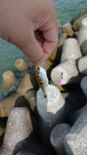 クサフグの釣果