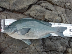 クチブトグレの釣果