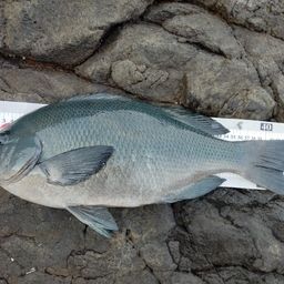 クチブトグレ