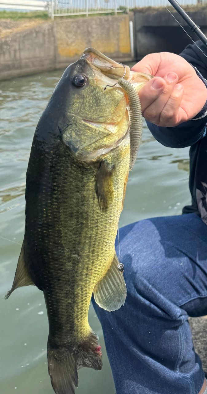 ラージマウスバス