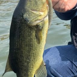 ラージマウスバス