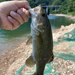 スモールマウスバス