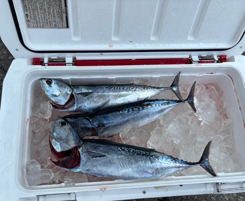 メジカの釣果
