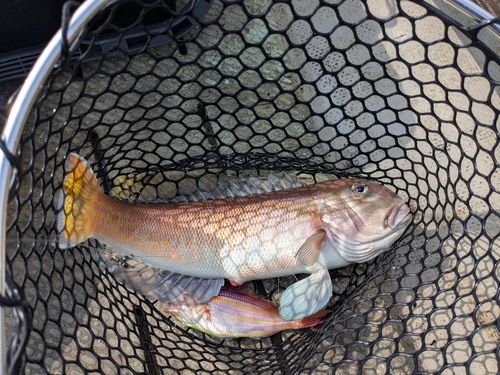 シロアマダイの釣果