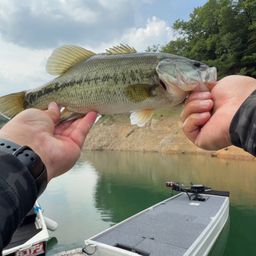 ブラックバス