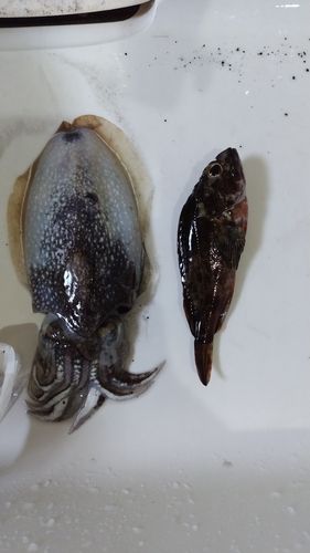 コウイカの釣果
