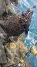 イシガキイシダイの釣果