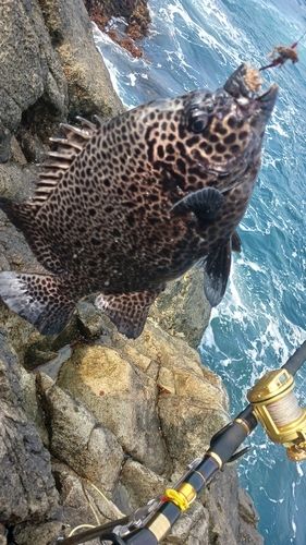 イシガキイシダイの釣果
