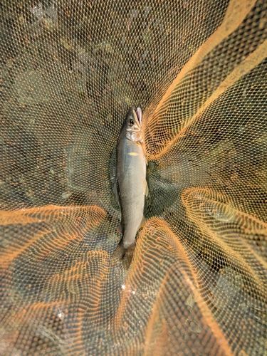 アユの釣果