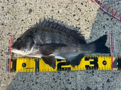 チヌの釣果