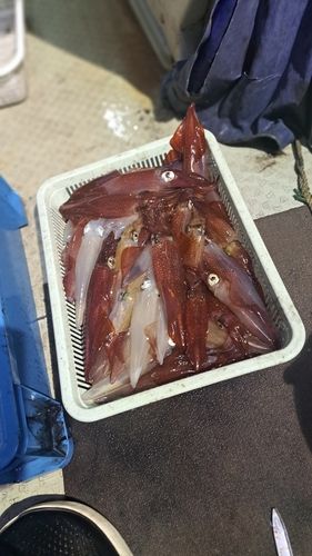 シロイカの釣果