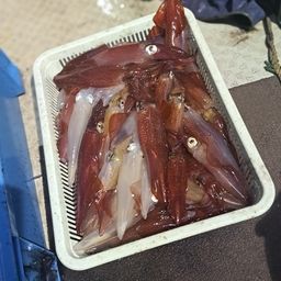 シロイカ