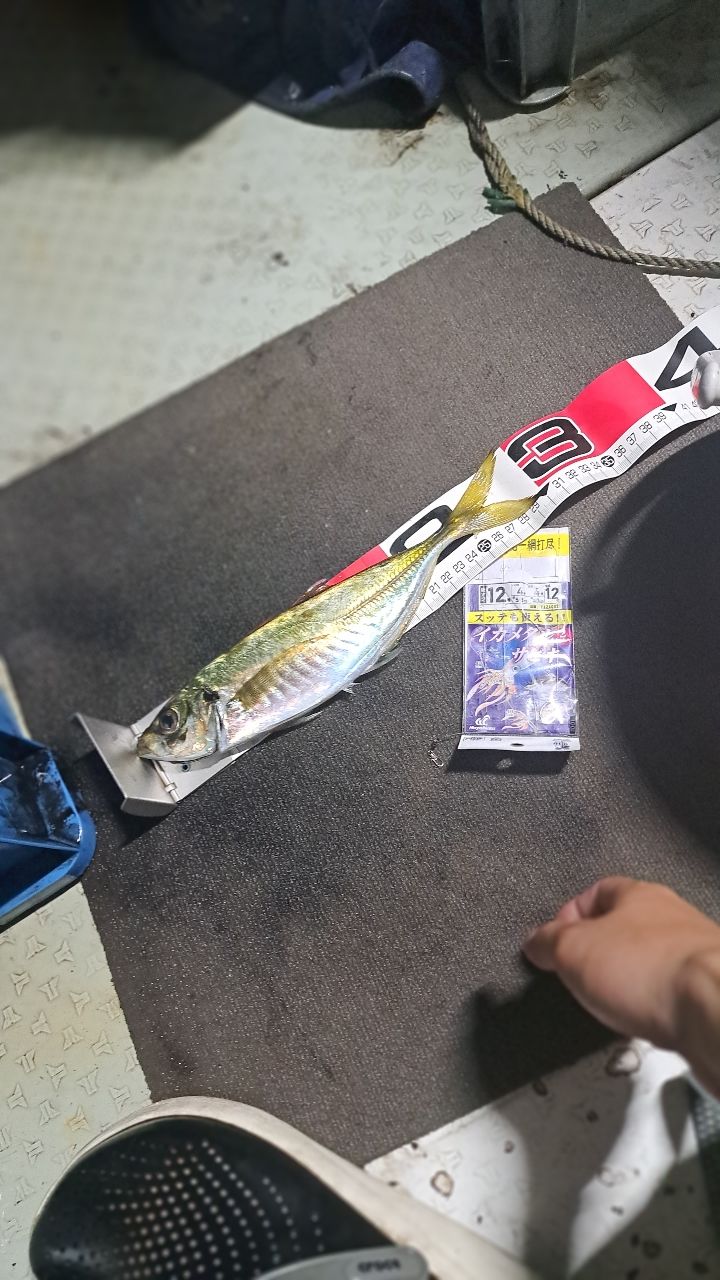 シロイカ