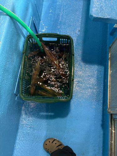 ヤリイカの釣果