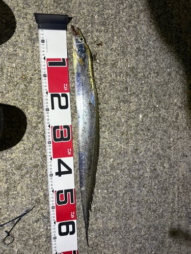 タチウオの釣果