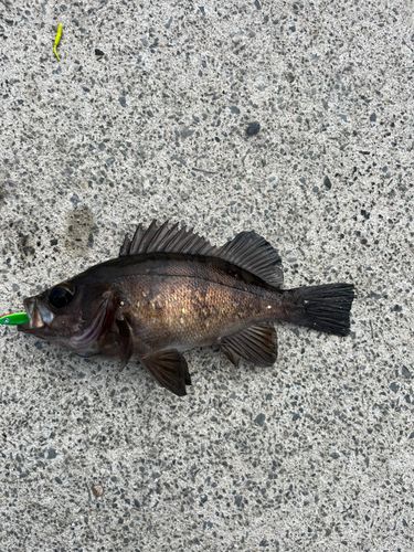 クロソイの釣果