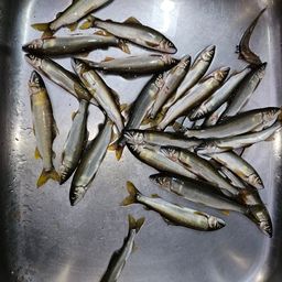 アユ