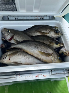 イサキの釣果