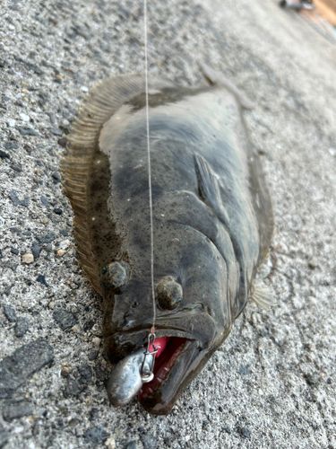 ヒラメの釣果