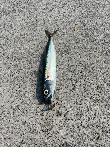 サバの釣果