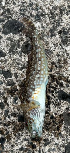 ハゼの釣果