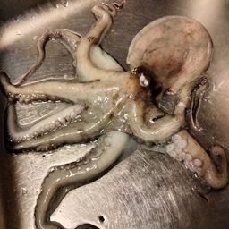 タコ