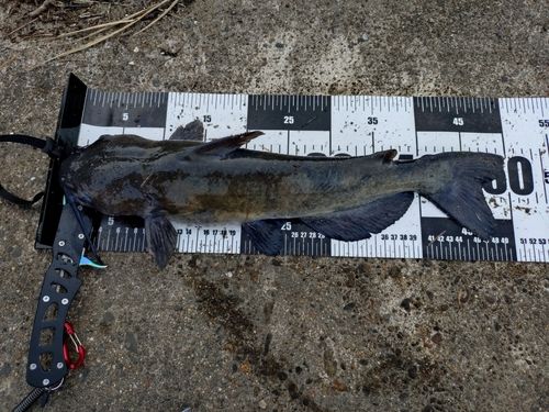 アメリカナマズの釣果