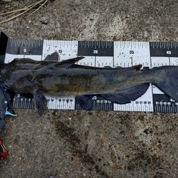 アメリカナマズ