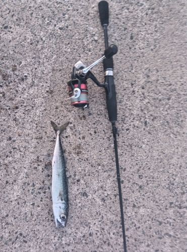 サバの釣果