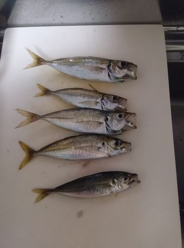 アジの釣果