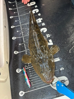 マゴチの釣果