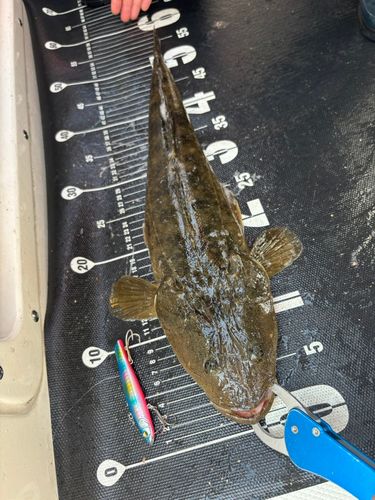 マゴチの釣果