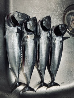 ソウダガツオの釣果