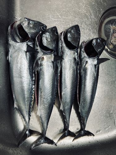 ソウダガツオの釣果