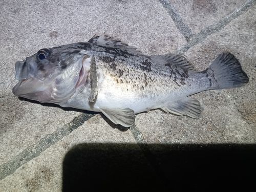 クロソイの釣果