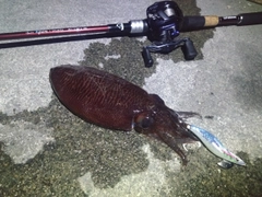 コウイカの釣果