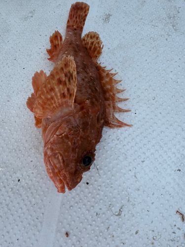 オニカサゴの釣果