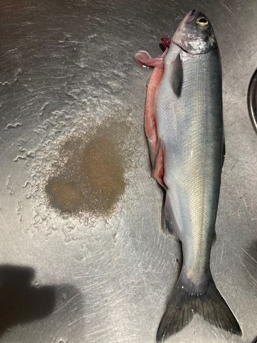 ヒメマスの釣果