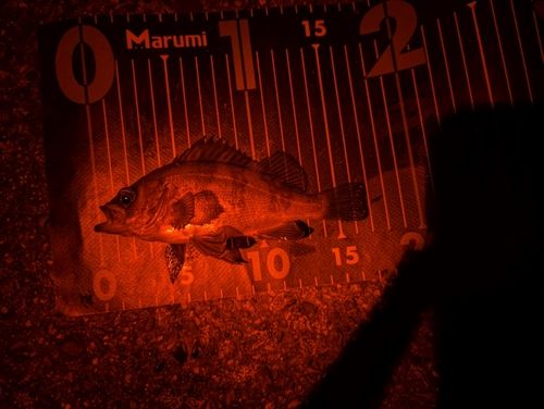 メバルの釣果
