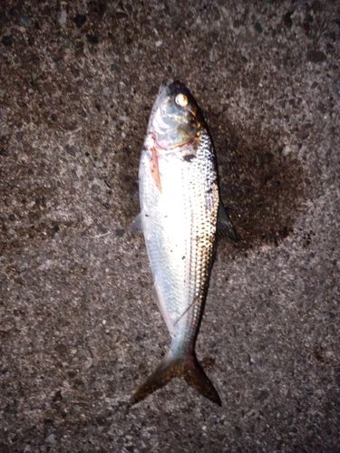 コノシロの釣果