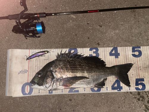 チヌの釣果