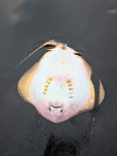 アカエイの釣果