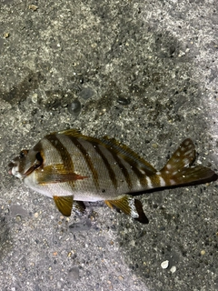 タカノハダイの釣果