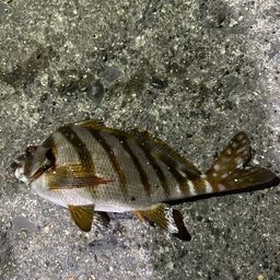タカノハダイ