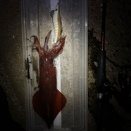 ケンサキイカの釣果