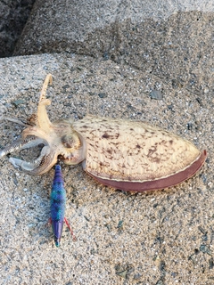 コウイカの釣果