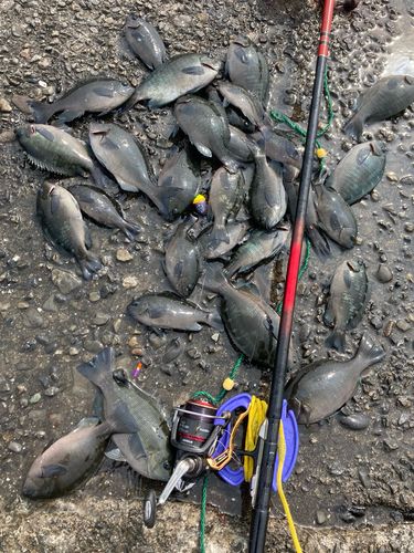 メジナの釣果