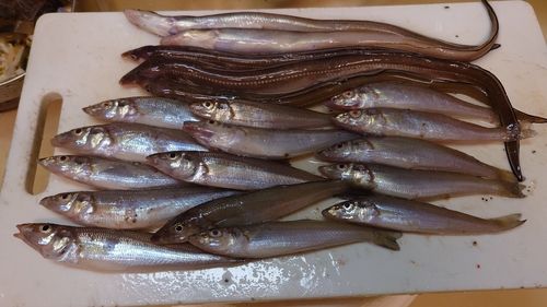 キスの釣果